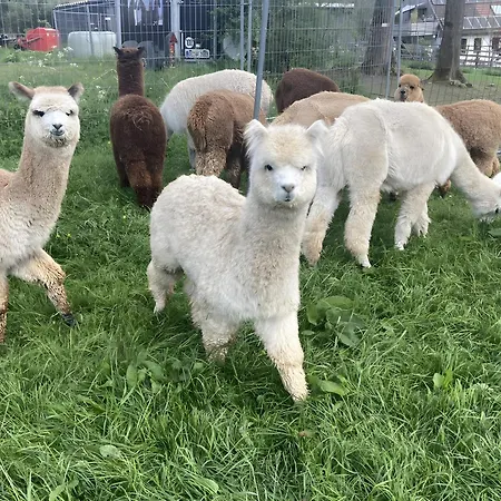 Alpakahof Blomberg Apartment