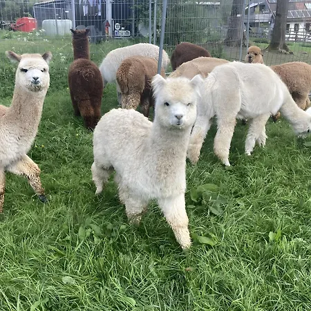 Apartmán Alpakahof Blomberg Meinerzhagen