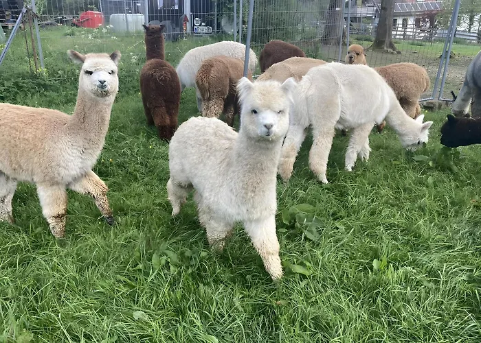 Alpakahof Blomberg Appartamento